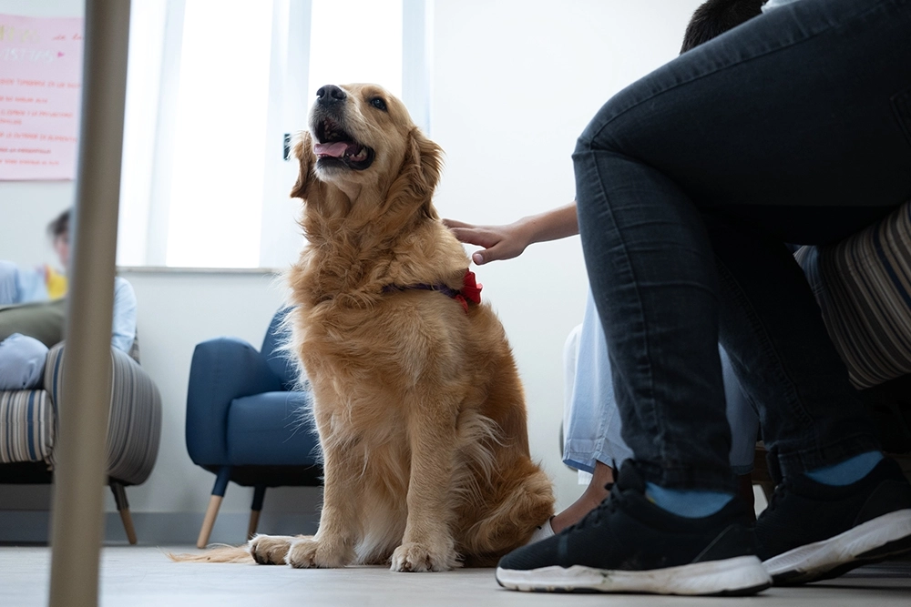 ‘Inspiradog’: el proyecto con perros que aportan apoyo emocional a los jóvenes ingresados en unidades de Psiquiatría en Madrid