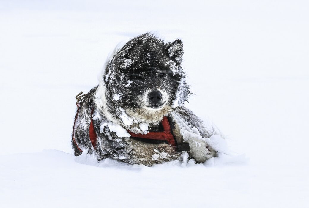 ‘Desafío Ártico: Operación perros del hielo’  begins expedition this April