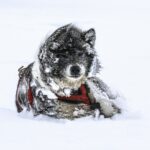 ‘Desafío Ártico: Operación perros del hielo’ inicia su expedición este abril