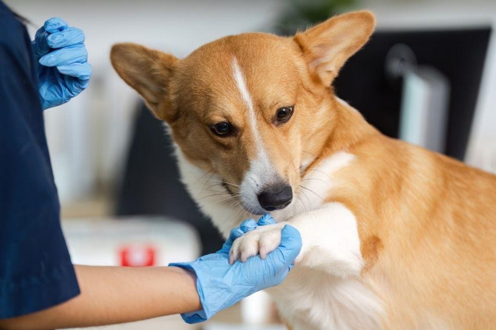 el_boja_lo_confirma_los_duenos_de_mascotas_en_andalucia_podran_desgravarse_hasta_100_euros_en_gastos_veterinarios_27861_1200